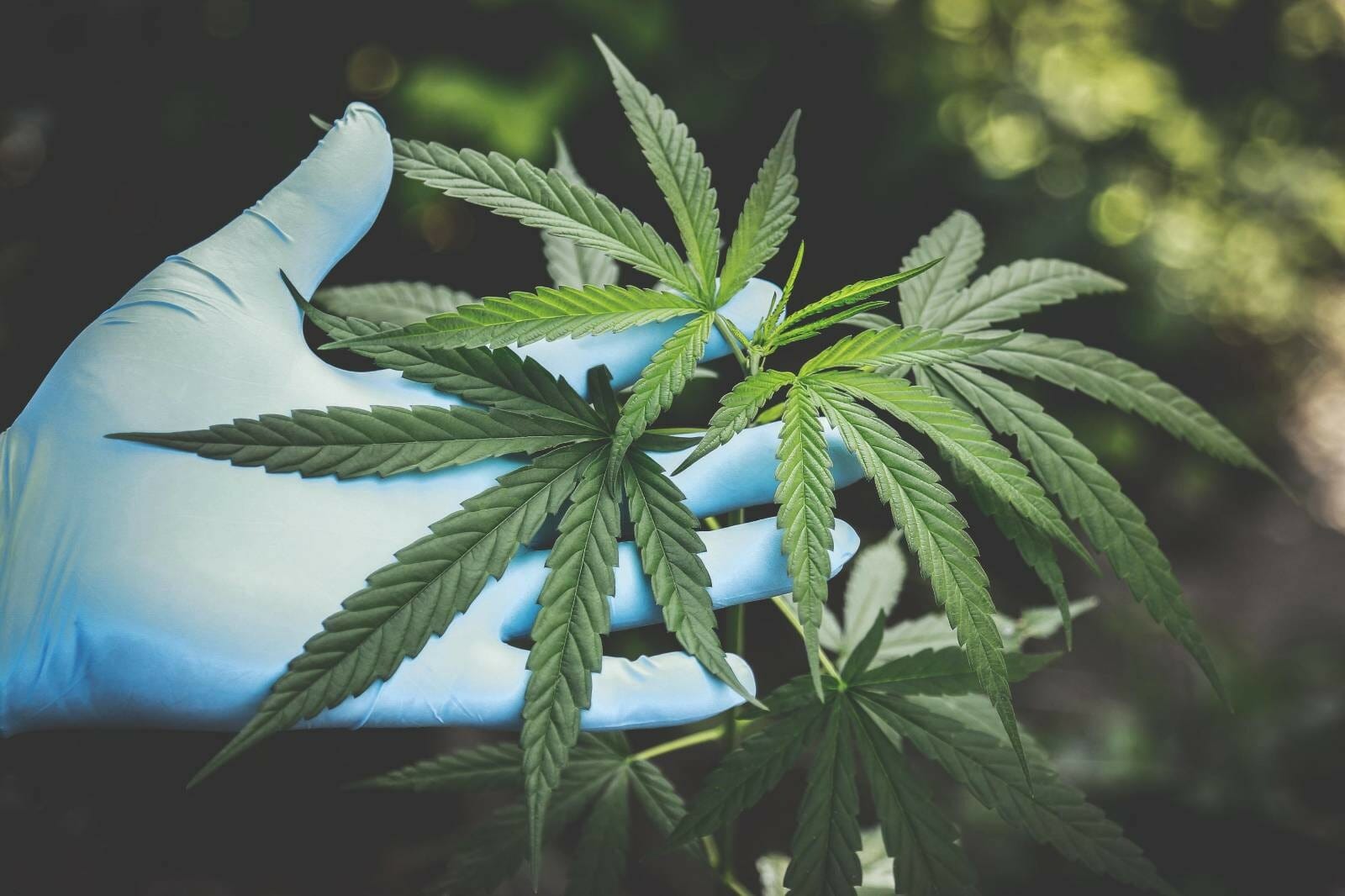Buy cannabis Online Grasslife | Kush Station Canada